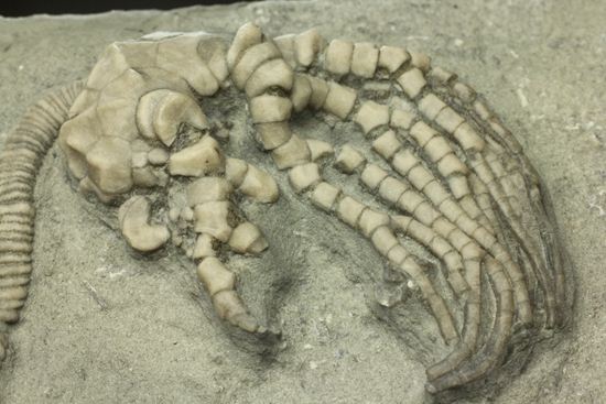 保存状態最高のインディアナ産ウミユリ化石(その9)