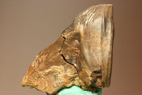 トリケラトプスのセレーションのある極上歯（その11）