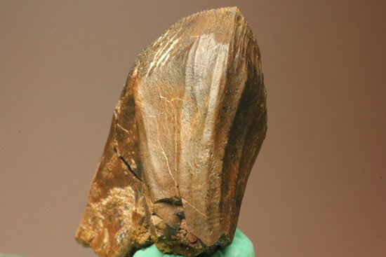 トリケラトプスのセレーションのある極上歯（その12）