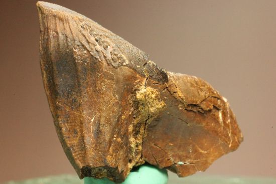 トリケラトプスのセレーションのある極上歯（その13）
