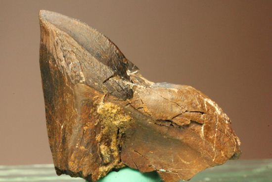 トリケラトプスのセレーションのある極上歯（その14）