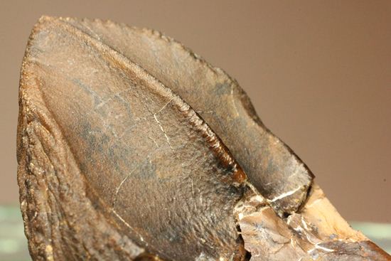 トリケラトプスのセレーションのある極上歯（その15）