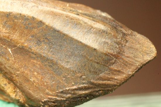 トリケラトプスのセレーションのある極上歯（その18）