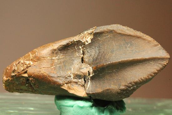 トリケラトプスのセレーションのある極上歯（その2）