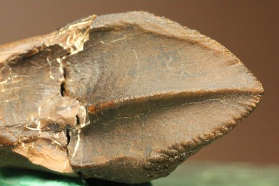 トリケラトプスのセレーションのある極上歯（その3）