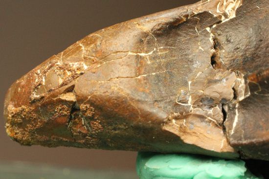 トリケラトプスのセレーションのある極上歯（その5）