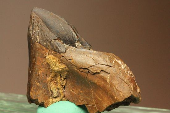 トリケラトプスのセレーションのある極上歯（その7）