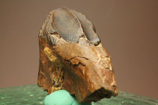 トリケラトプスのセレーションのある極上歯（その8）
