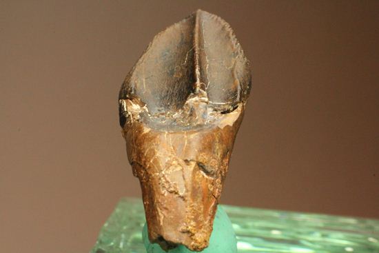 トリケラトプスのセレーションのある極上歯（その9）