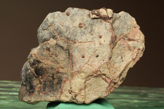 アンキロサウルスの装甲板の化石（その1）