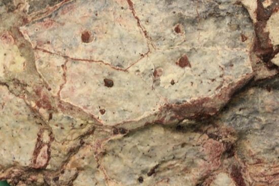 アンキロサウルスの装甲板の化石（その15）