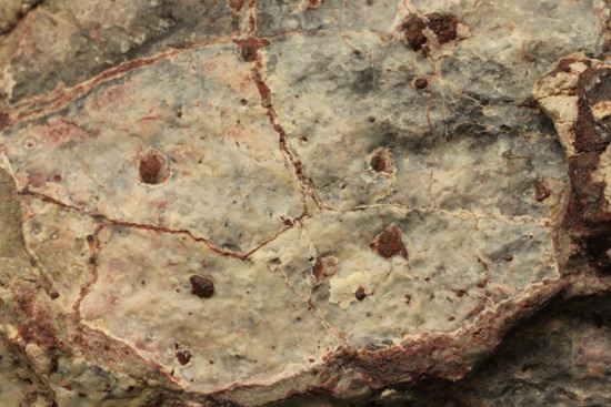 アンキロサウルスの装甲板の化石（その16）