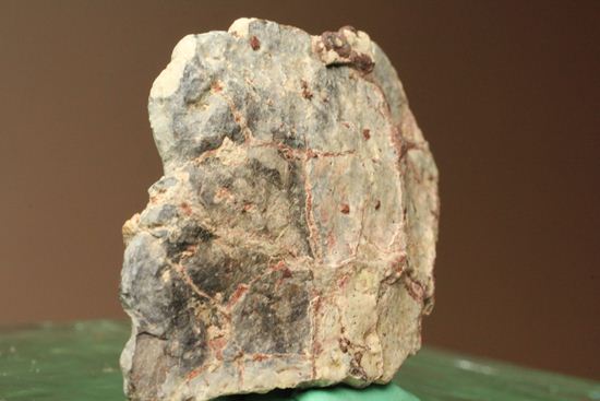 アンキロサウルスの装甲板の化石（その6）