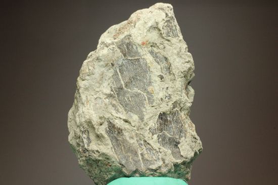 アンキロサウルスの装甲板の化石(その15)