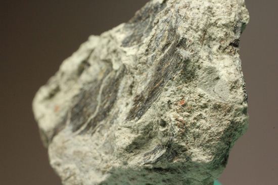 アンキロサウルスの装甲板の化石(その8)