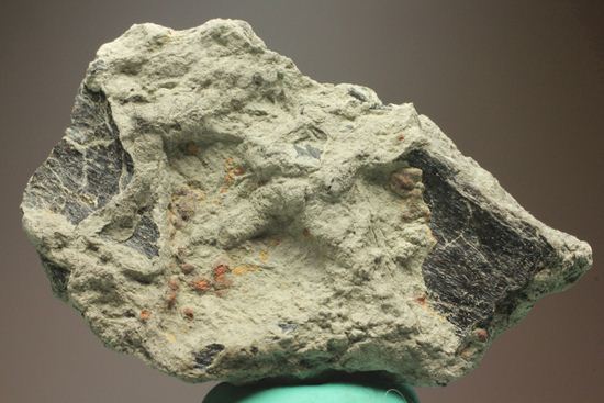 アンキロサウルスの装甲板の化石(その9)