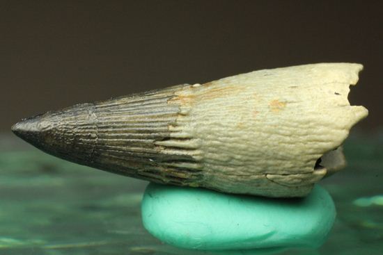 ポリプチコドンの歯化石(プリオサウルス類)(その1)