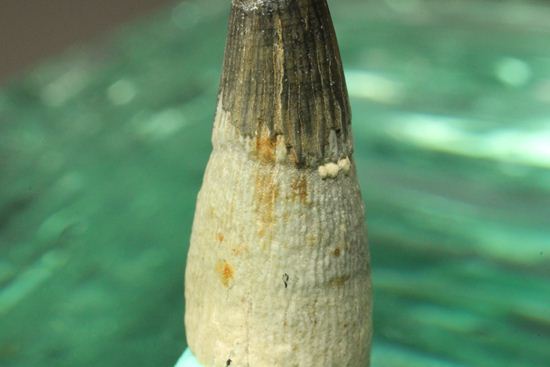 ポリプチコドンの歯化石(プリオサウルス類)(その10)