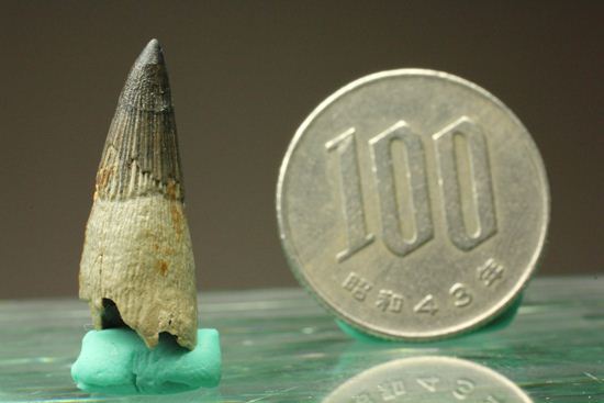ポリプチコドンの歯化石(プリオサウルス類)(その12)