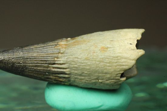 ポリプチコドンの歯化石(プリオサウルス類)(その3)