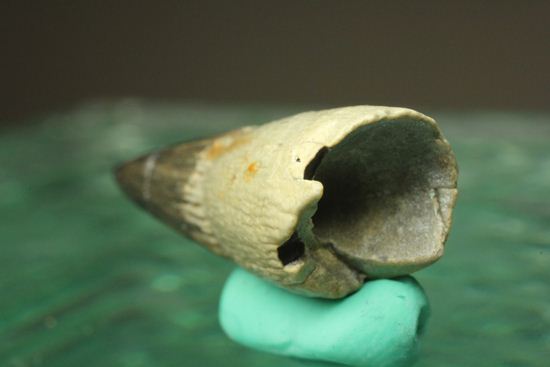 ポリプチコドンの歯化石（プリオサウルス類） 海のモンスター 販売