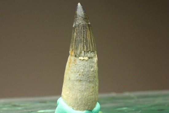 ポリプチコドンの歯化石(プリオサウルス類)(その8)