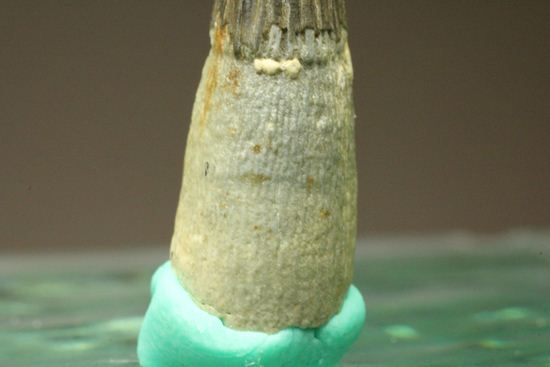 ポリプチコドンの歯化石(プリオサウルス類)(その9)