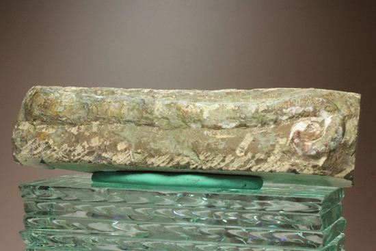 古生代ペルム紀の異常巻きオウム貝リツイテス（その1）
