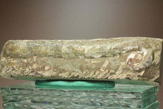 古生代ペルム紀の異常巻きオウム貝リツイテス（その11）