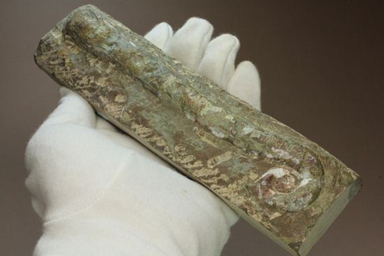 古代の貝 古生代ペルム紀の異常巻きオウム貝リツイテス アンモナイト 販売