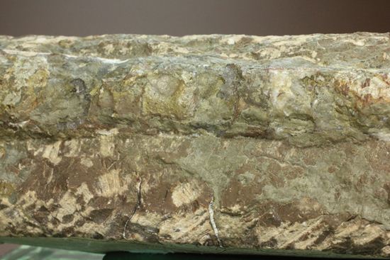 古生代ペルム紀の異常巻きオウム貝リツイテス アンモナイト 販売