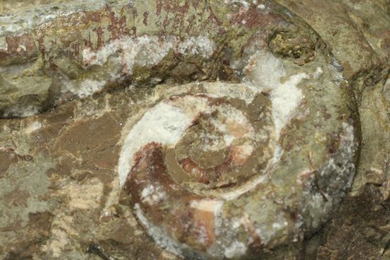 古生代ペルム紀の異常巻きオウム貝リツイテス（その6）