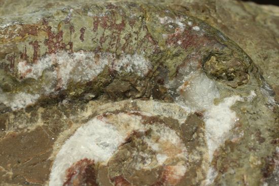 古生代ペルム紀の異常巻きオウム貝リツイテス（その8）