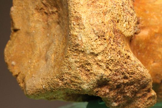 スピノサウルスの尾椎の化石（その15）