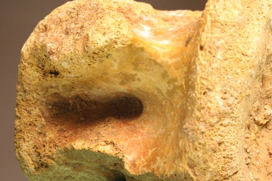 スピノサウルスの尾椎の化石（その7）