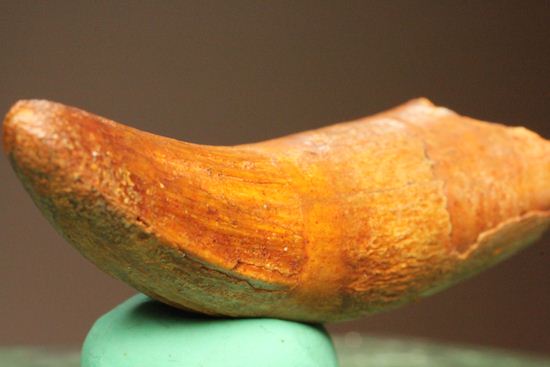 サルコスクスの歯 ワニ 恐竜 化石 白亜紀 ニジェール - メルカリ