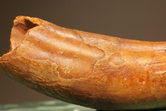 巨大ワニ・サルコスクスの極上歯化石（その10）