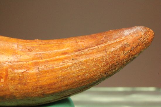 巨大ワニ・サルコスクスの極上歯化石（その12）