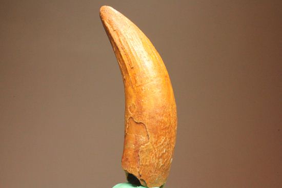 巨大ワニ・サルコスクスの極上歯化石（その18）