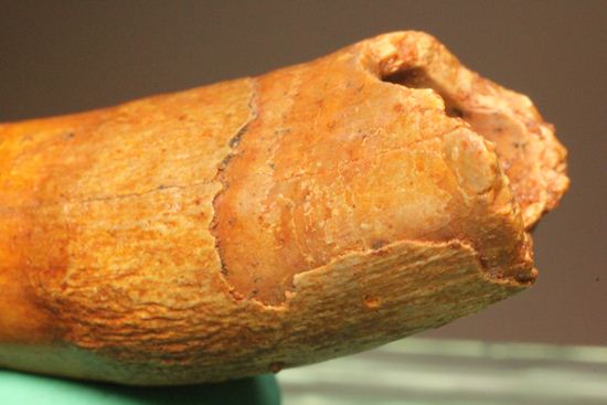 巨大ワニ・サルコスクスの極上歯化石(その3)