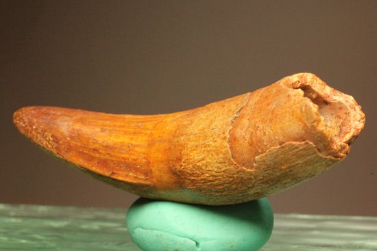 巨大ワニ・サルコスクスの極上歯化石(その5)