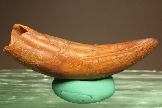 巨大ワニ・サルコスクスの極上歯化石(その9)