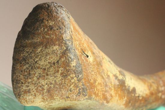 ランベオサウルスの腕の骨化石(その10)