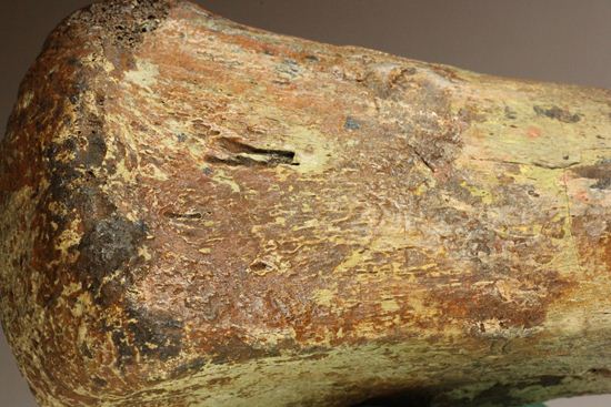 ランベオサウルスの腕の骨化石(その11)