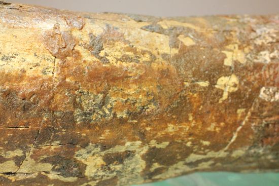 ランベオサウルスの腕の骨化石（その14）
