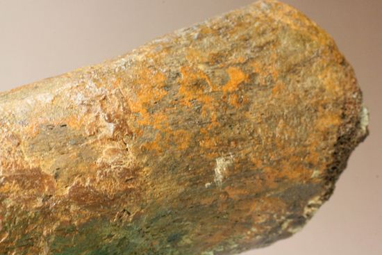ランベオサウルスの腕の骨化石(その15)