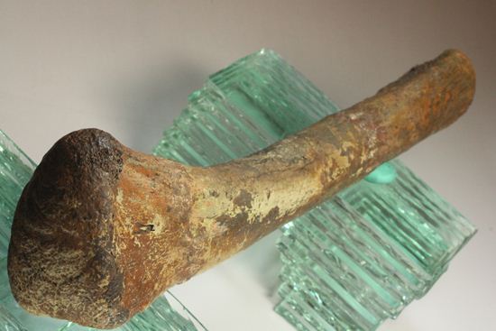 ランベオサウルスの腕の骨化石（その16）