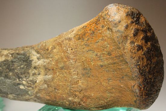 ランベオサウルスの腕の骨化石（その17）