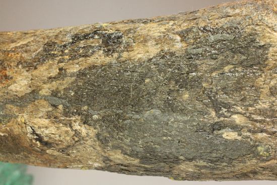 ランベオサウルスの腕の骨化石（その18）
