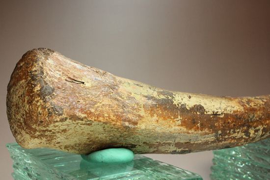 ランベオサウルスの腕の骨化石（その3）